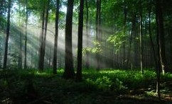 В Пензе могут ввести запрет на посещение лесов - СПОРТ