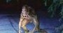 Пензенский зоолог: «У нас бродит чупакабра из американской лаборатории» - СПОРТ