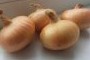Пензенцам объяснили, почему больше не выращивают бессоновский лук - СПОРТ
