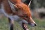 Пензенцы напуганы нападением лис на домашних животных - СПОРТ