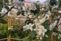 В Пензенской области заморозки повредили цветоносы плодовых деревьев - СПОРТ