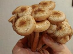 В пензенских лесах наступил сезон осенних опят - СПОРТ