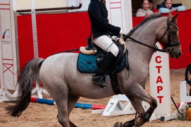 А пони тоже кони - «Ярославский спорт»
